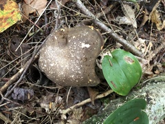 Xerocomus spadiceus