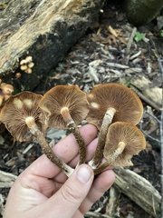 Kuehneromyces mutabilis