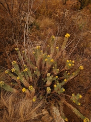 Phymaspermum athanasioides
