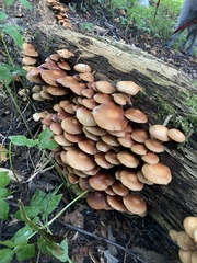 Kuehneromyces mutabilis