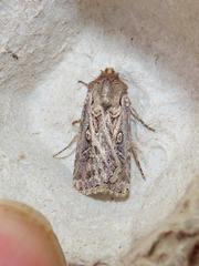 Agrotis gladiaria