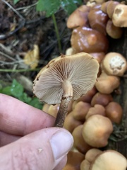 Kuehneromyces mutabilis