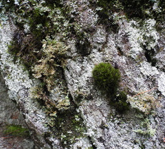 Sphaerophorus globosus