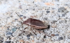 Chlorochroa ligata