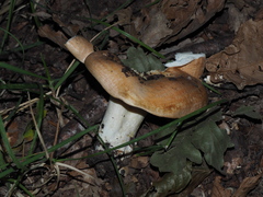 Lactarius zonarius
