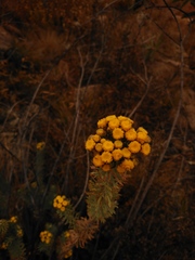 Phymaspermum athanasioides