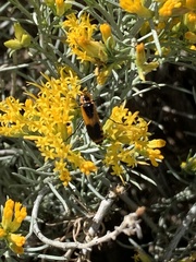 Chauliognathus basalis