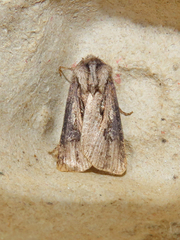 Agrotis venerabilis