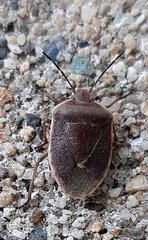 Chlorochroa ligata