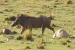 Phacochoerus africanus massaicus