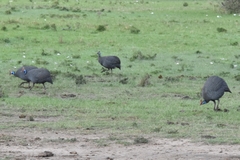 Numida meleagris reichenowi