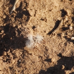 Dasymutilla gloriosa