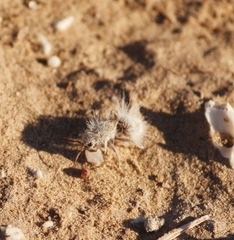 Dasymutilla gloriosa