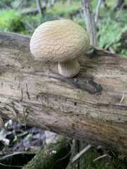 Rhodotus palmatus