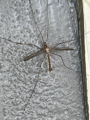 Tipula