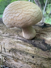 Rhodotus palmatus
