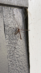 Tipula