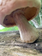Rhodotus palmatus