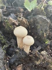 Lycoperdon excipuliforme