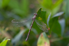 Archilestes californicus