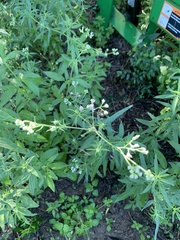 Florestina tripteris