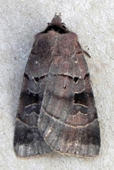 Agnorisma badinodis