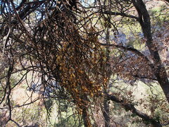 Phoradendron villosum