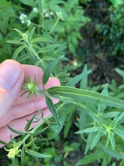 Florestina tripteris