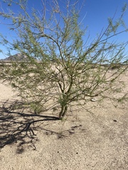 Parkinsonia