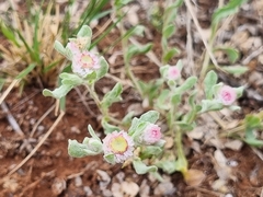 Helichrysum argyrosphaerum
