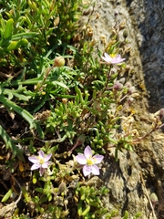 Spergularia rupicola