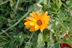 Calendula