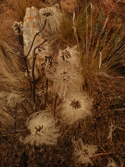 Clematis villosa stanleyi