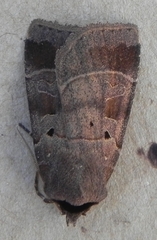Agnorisma badinodis