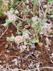 Helichrysum argyrosphaerum