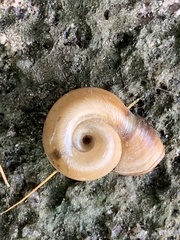 Planorbella campanulata