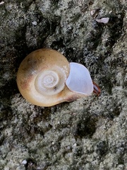 Planorbella campanulata