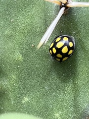 Epilachna mexicana