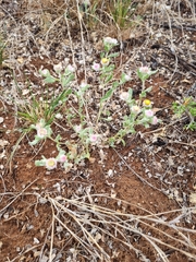 Helichrysum argyrosphaerum
