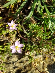 Spergularia rupicola
