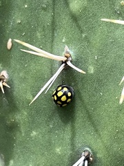 Epilachna mexicana