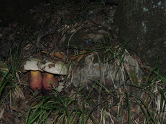 Rubroboletus rhodoxanthus