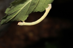 Biston betularia
