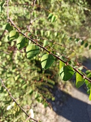 Paliurus spina-christi