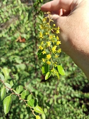 Paliurus spina-christi