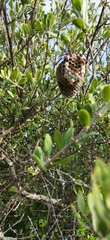 Polistes major