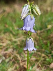 Campanula barbata