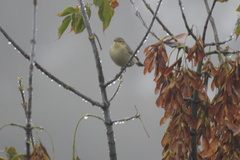 Phylloscopus collybita