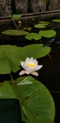 Nymphaea candida