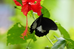 Papilio ambrax